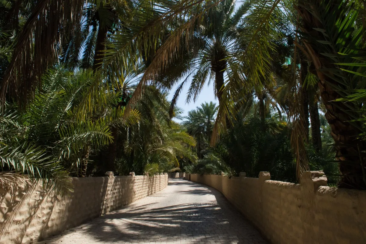 Date palms shading a walled lane in Al Ain Oasis
