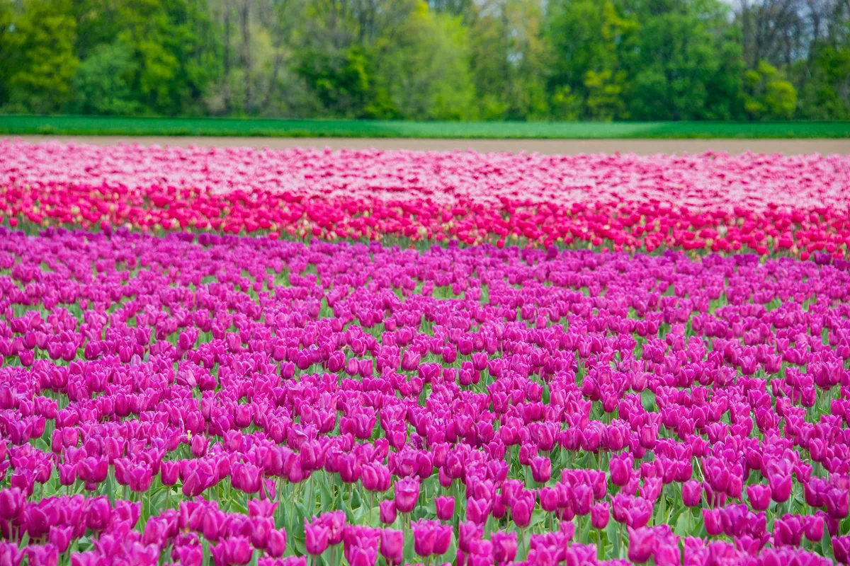 Bands of tulips in the bulb fields around Lisse