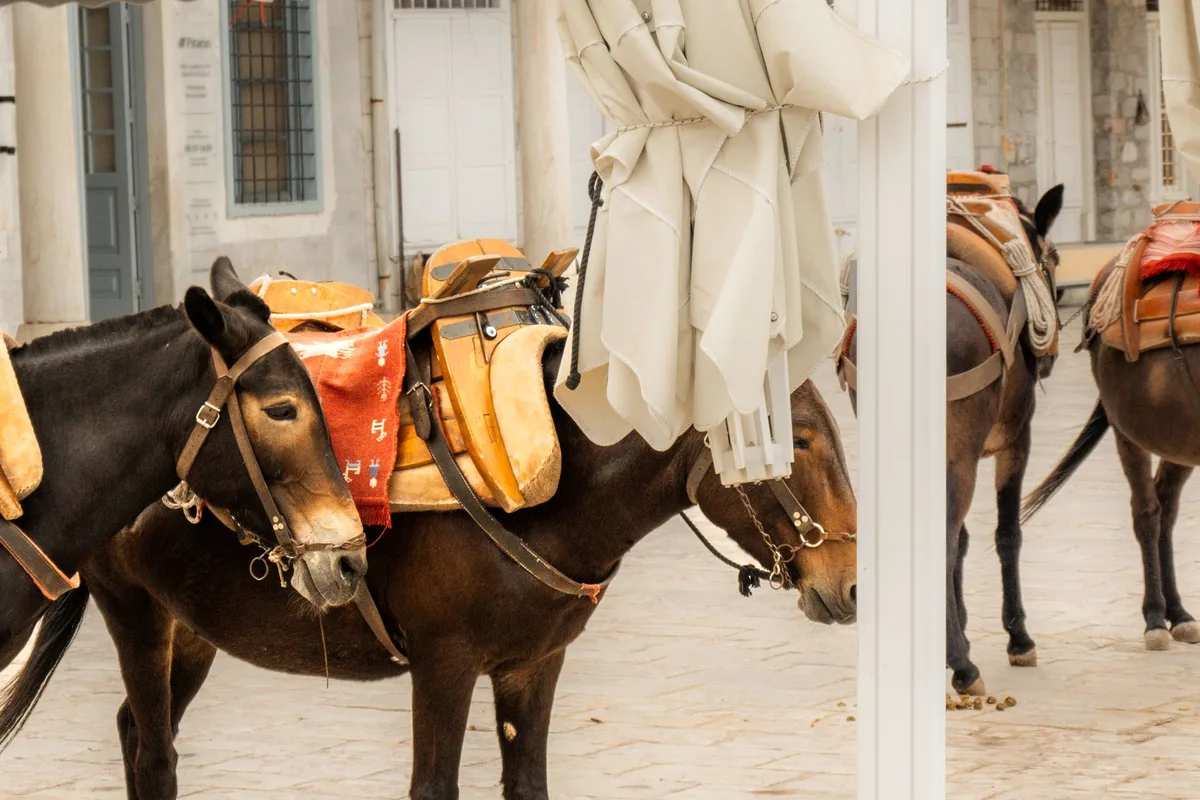 Saddled donkeys waiting on Hydra’s stone waterfront, the island’s transport