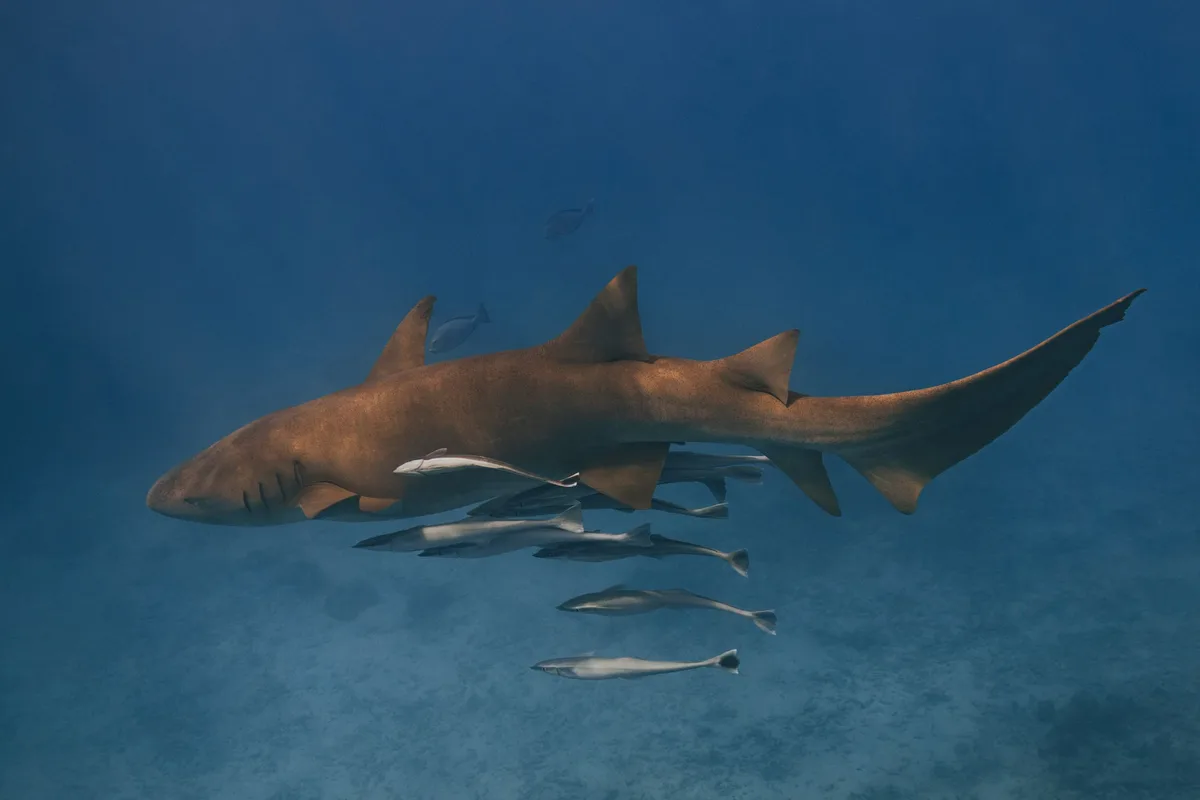 A nurse shark gliding through blue water with remoras in tow