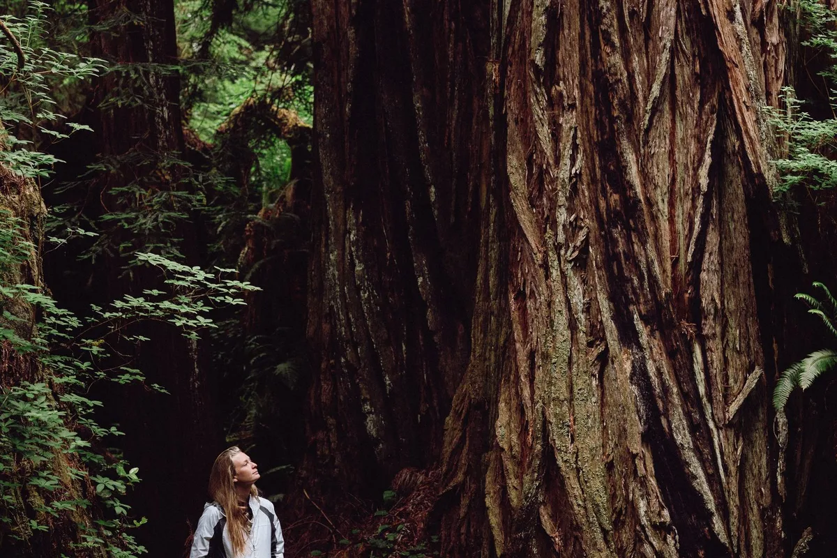 A hiker standing at the base of a giant coastal redwood