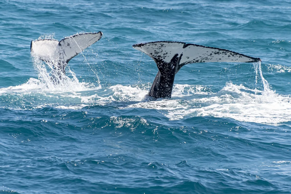 Two humpback whales sounding off Cabo San Lucas, flukes up