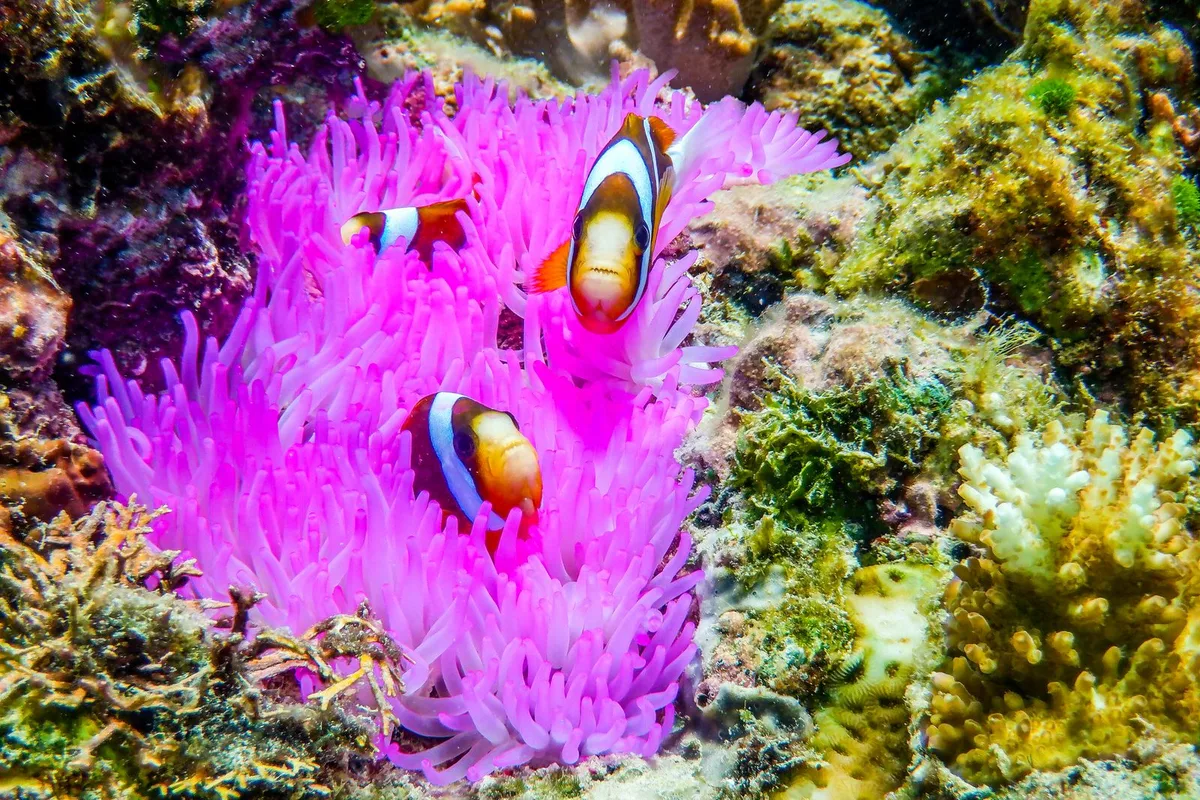 Anemonefish in a purple sea anemone on the Great Barrier Reef