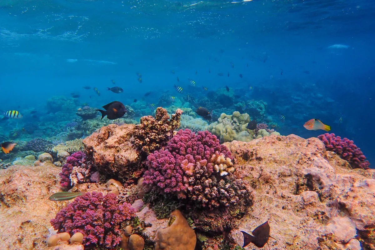 A coral garden in the clear winter water of the outer reef