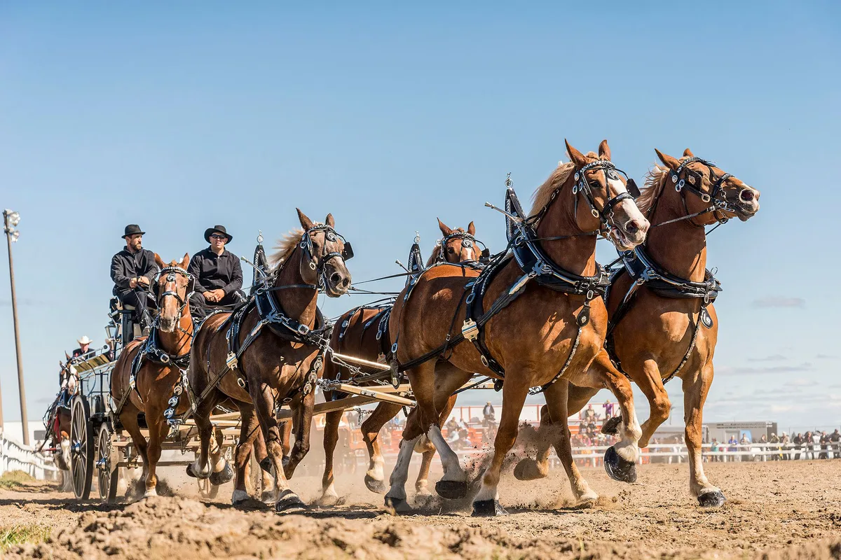 A chuckwagon team of four horses at full stretch during the Calgary Stampede