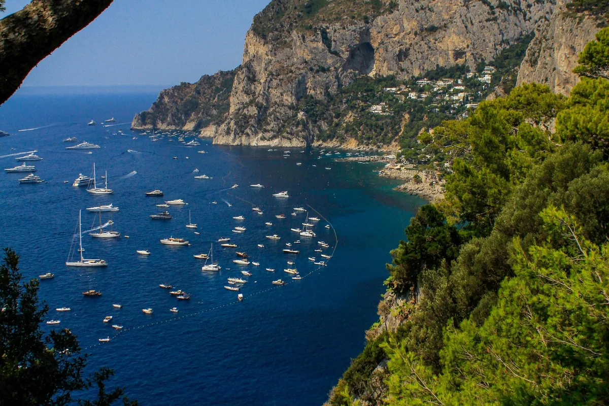 A Capri bay dotted with boats in high summer, seen through the pines