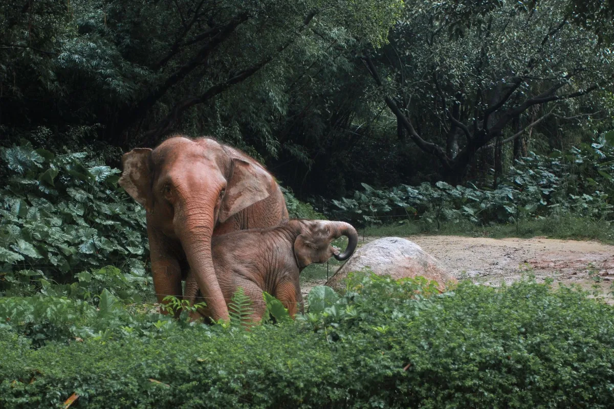 A rescued elephant and her calf grazing at a sanctuary outside the city