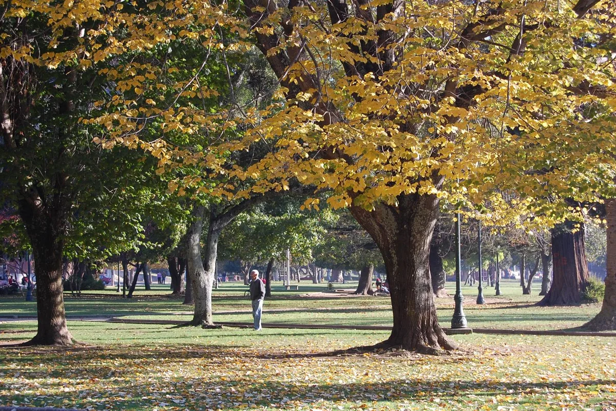 Autumn trees in Parque Ecuador, at the foot of Cerro Caracol