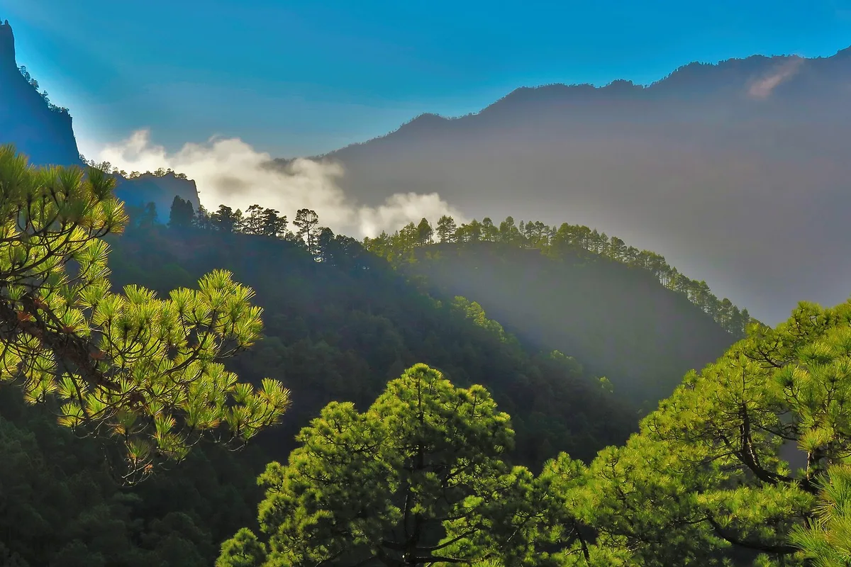 Morning mist over the pine ridges of the Sierras de Córdoba