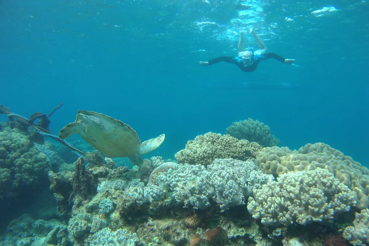 A snorkeller swimming with a sea turtle over a coral reef