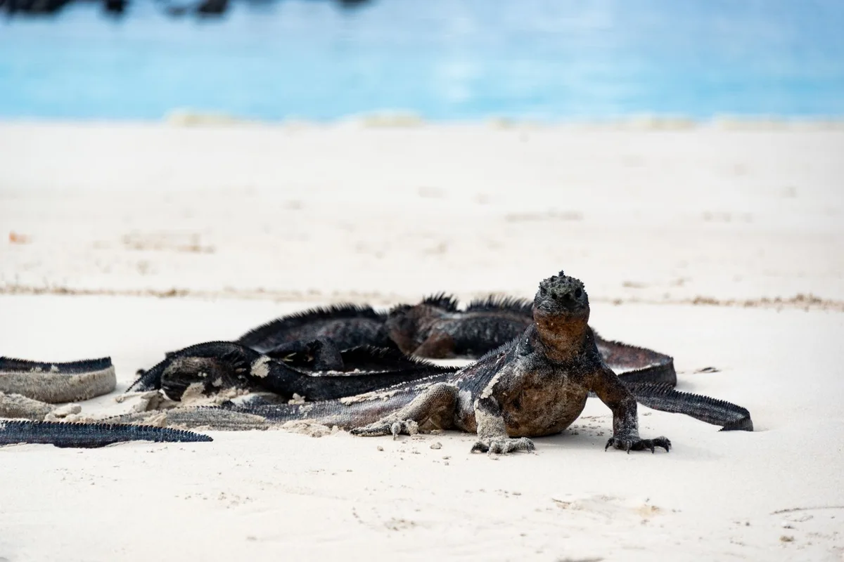 Marine iguanas warming themselves on the white sand of a Santa Cruz beach