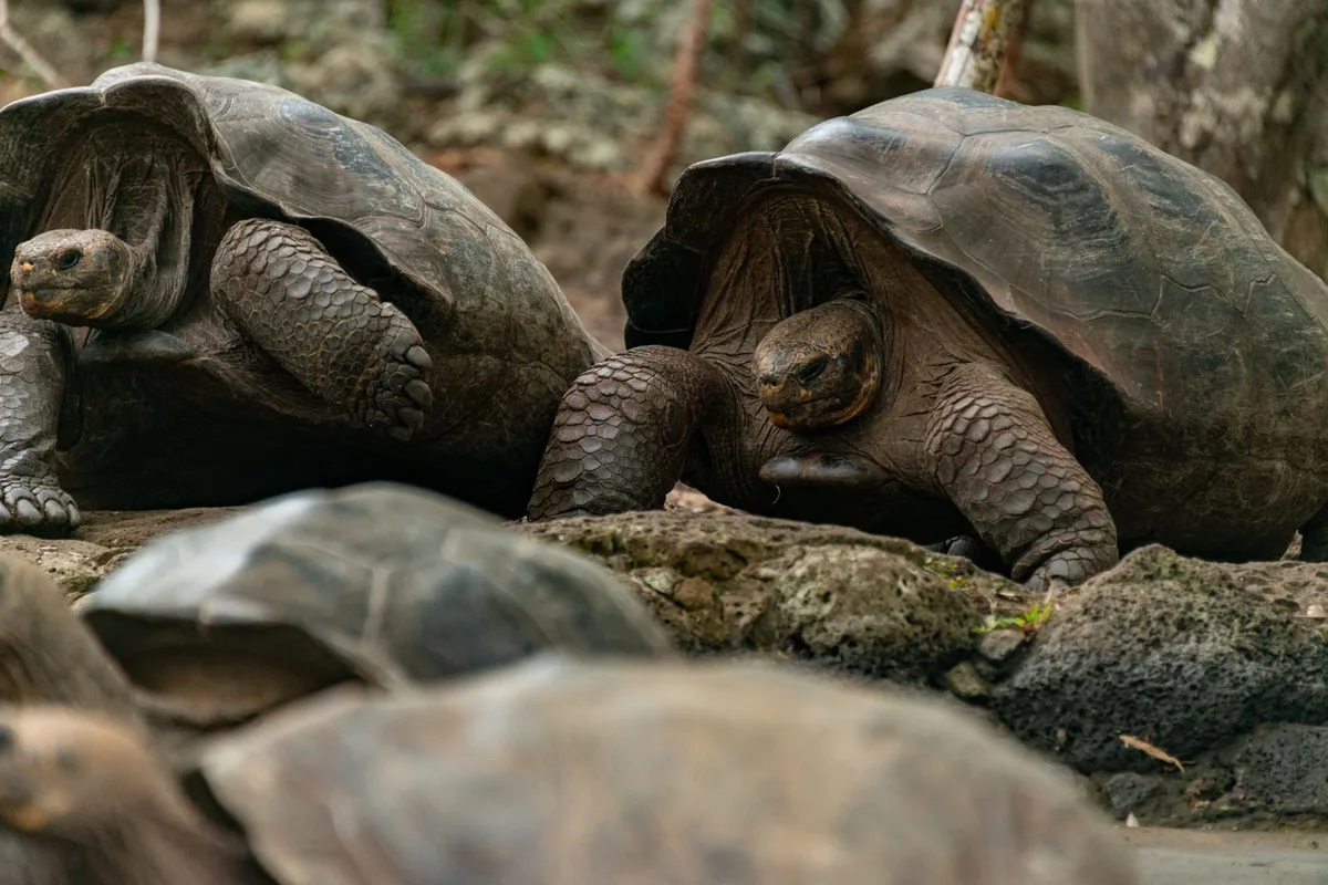 Two giant tortoises meeting nose to nose in the Santa Cruz highlands