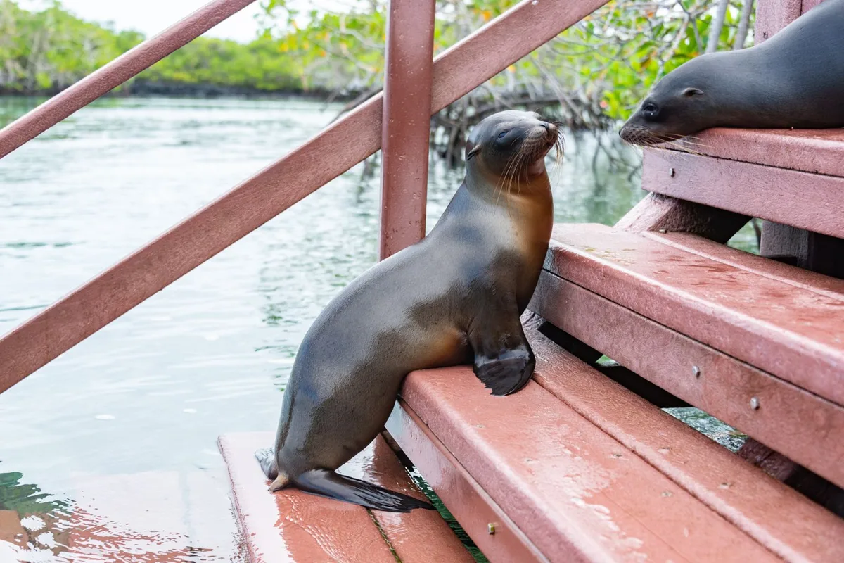 Sea lions sprawled across the benches of the Puerto Ayora pier