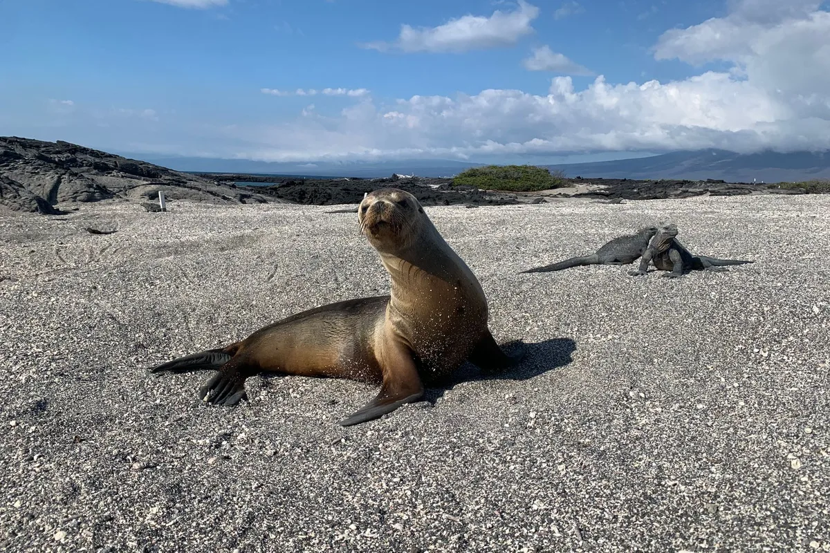 A sea lion and a marine iguana sharing a black sand beach under a big sky