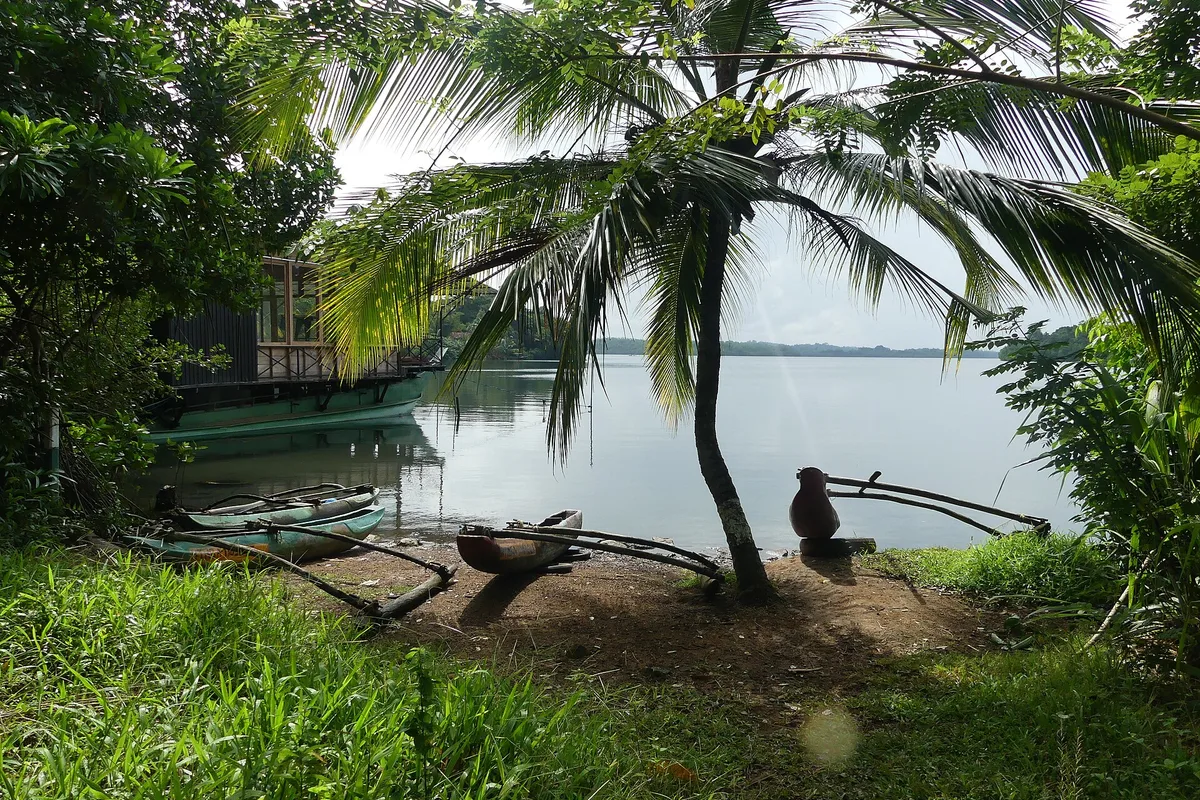 A palm tree leaning over the still water of Koggala Lake