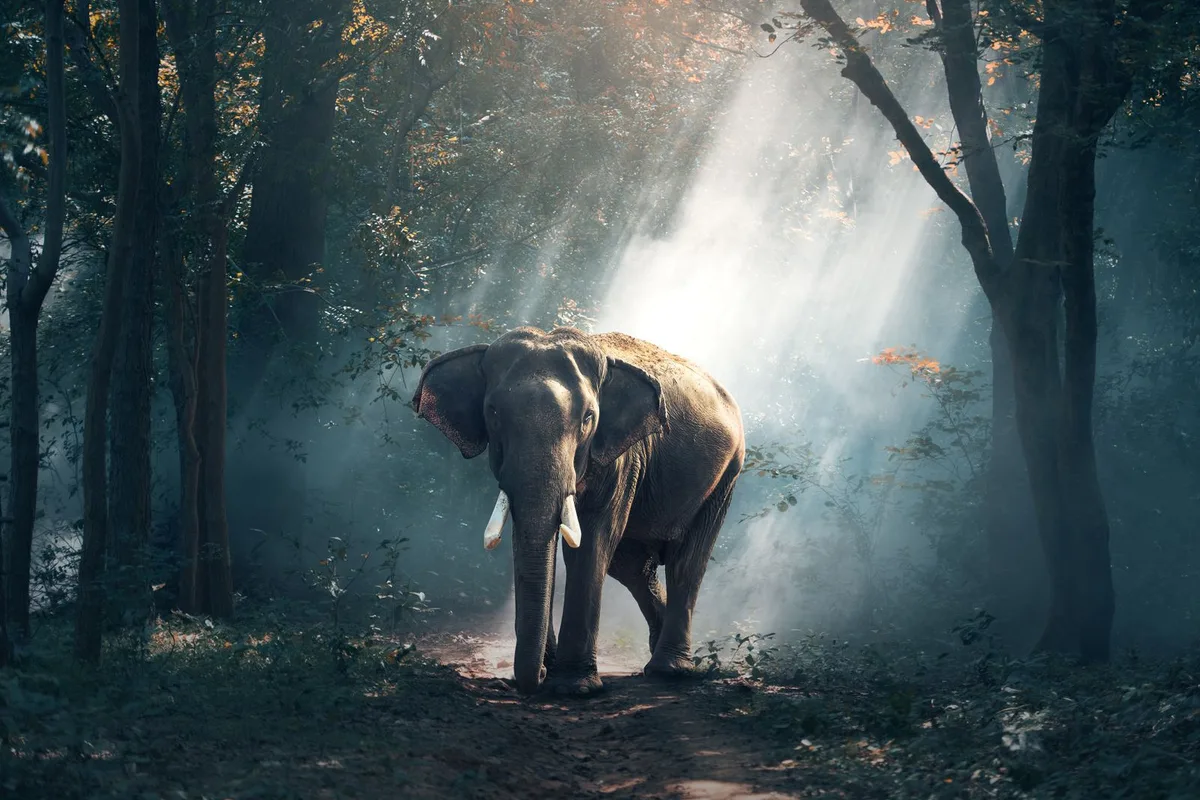 An Asian elephant standing in forest light in Udawalawe
