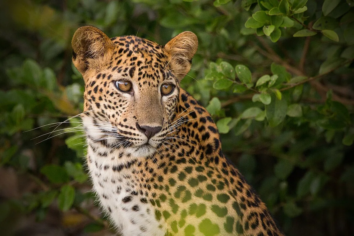 A Sri Lankan leopard looking through dry-zone forest