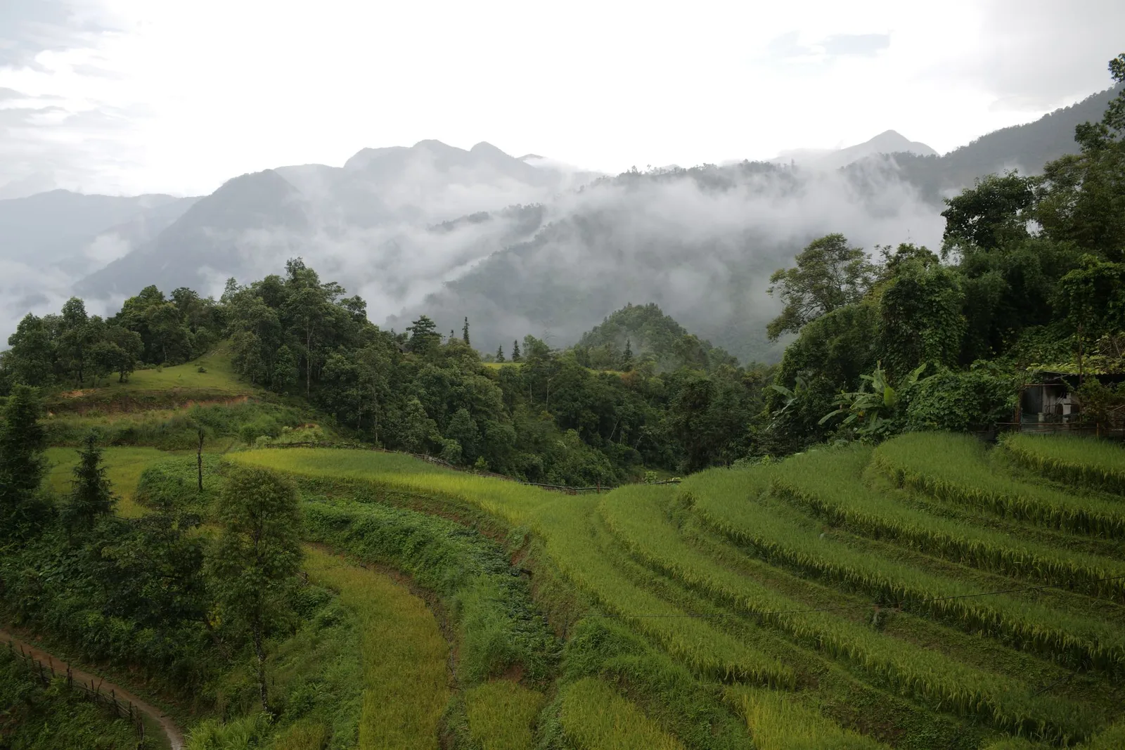 Misty rice terraces in the northern mountains