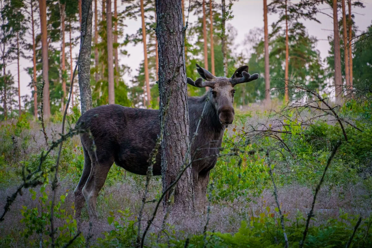 A moose standing in pine forest