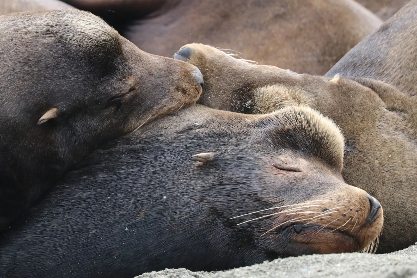 Sea lions on the Palomino Islands off Callao
