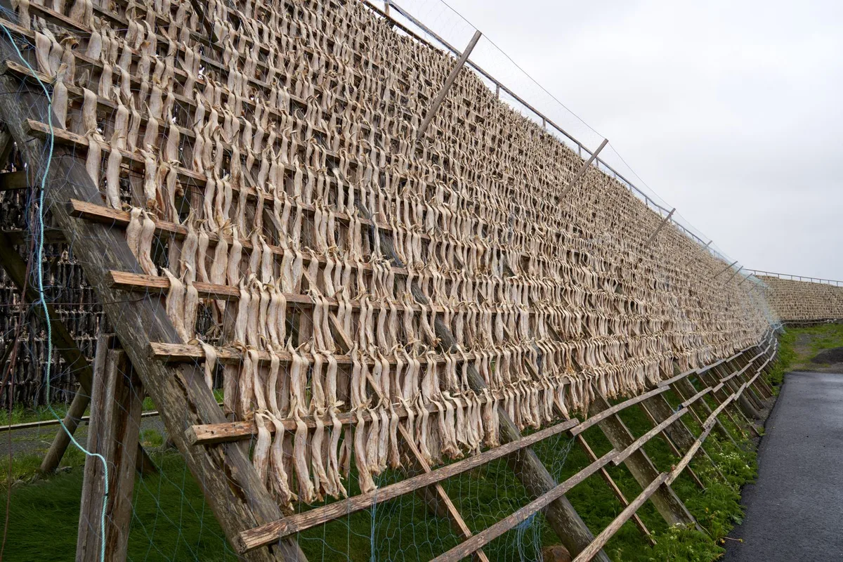 Stockfish drying on wooden racks in Lofoten