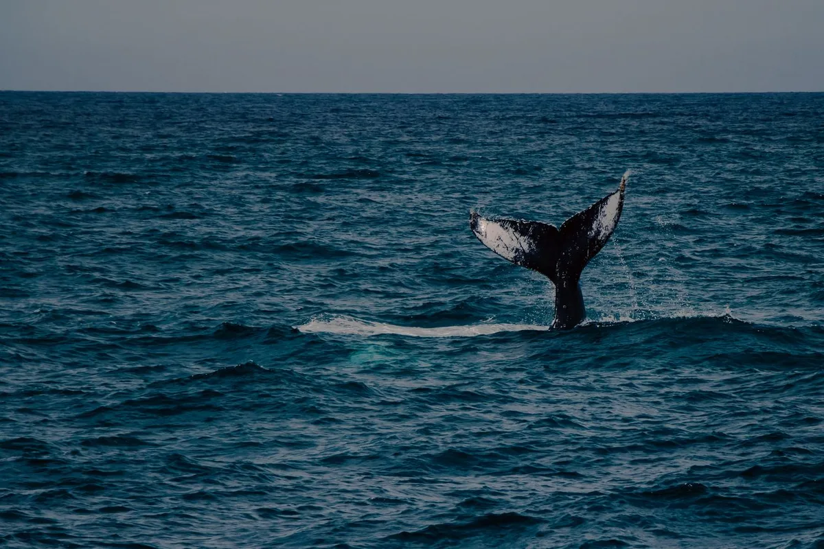 A humpback whale's tail lifting clear of the water off Cabo San Lucas