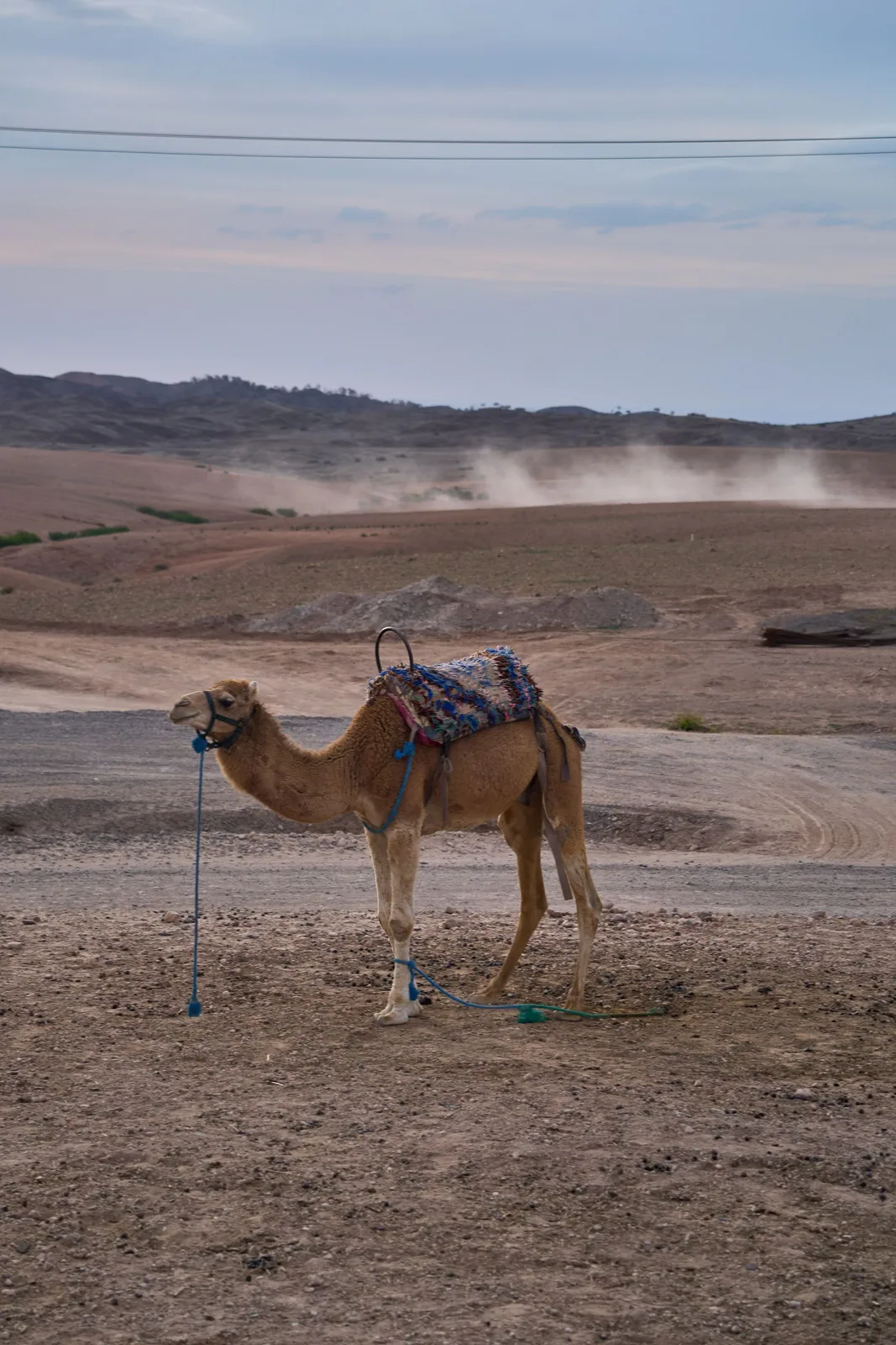 A saddled camel on the stony Agafay plain