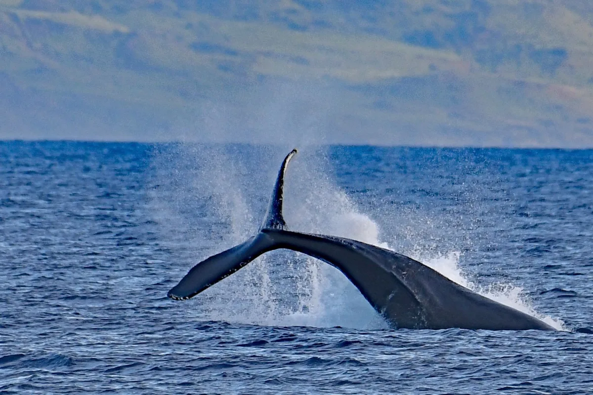 A humpback whale lifting its fluke before a deep dive