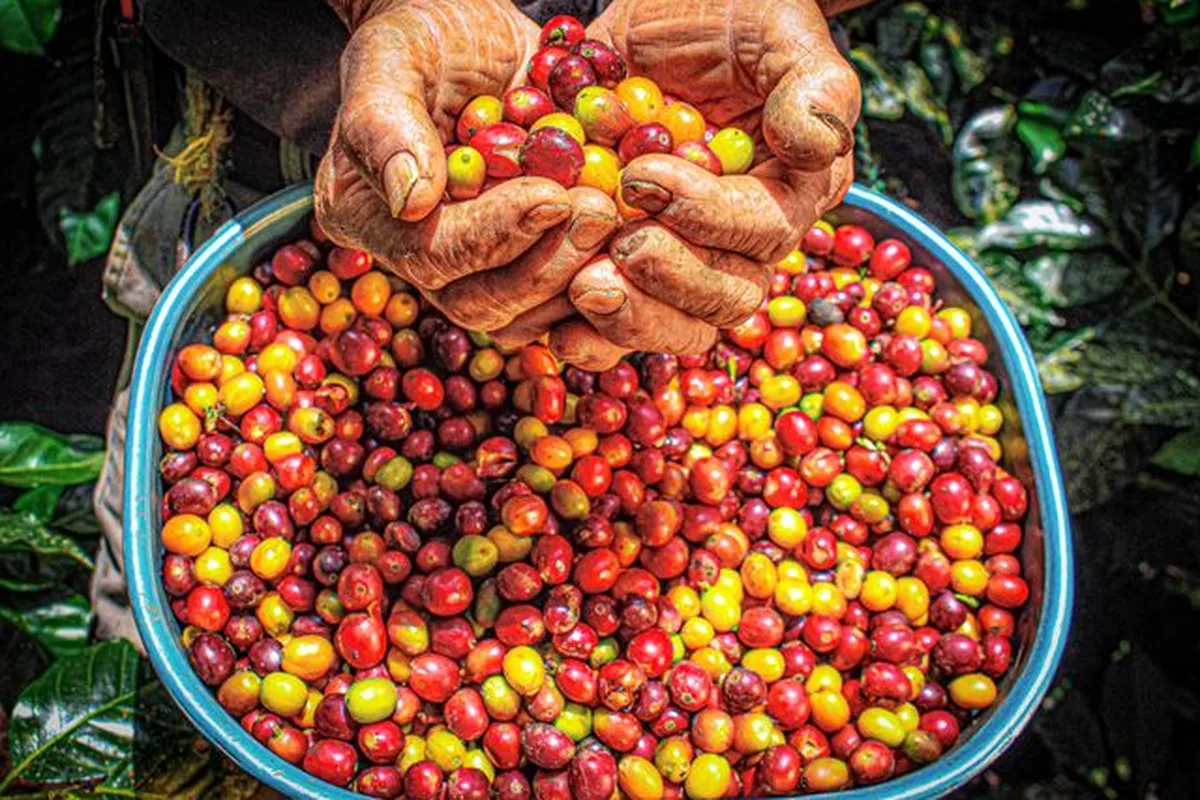 Hands holding freshly picked red and yellow coffee cherries over a basket