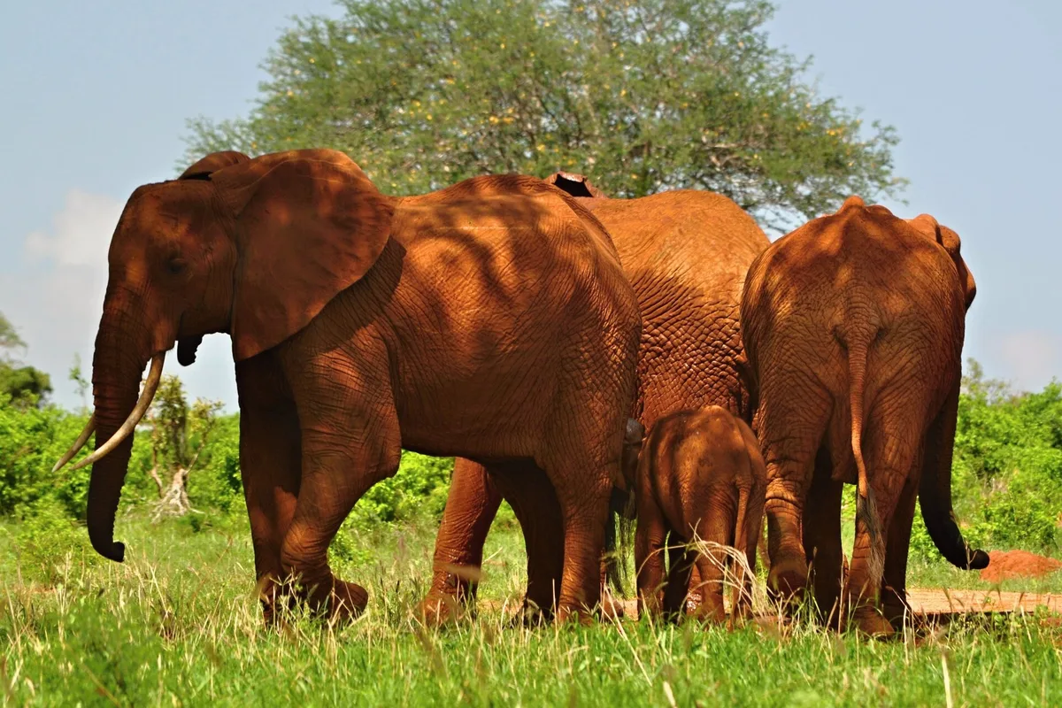 A herd of dust-red elephants on the move in Tsavo East National Park