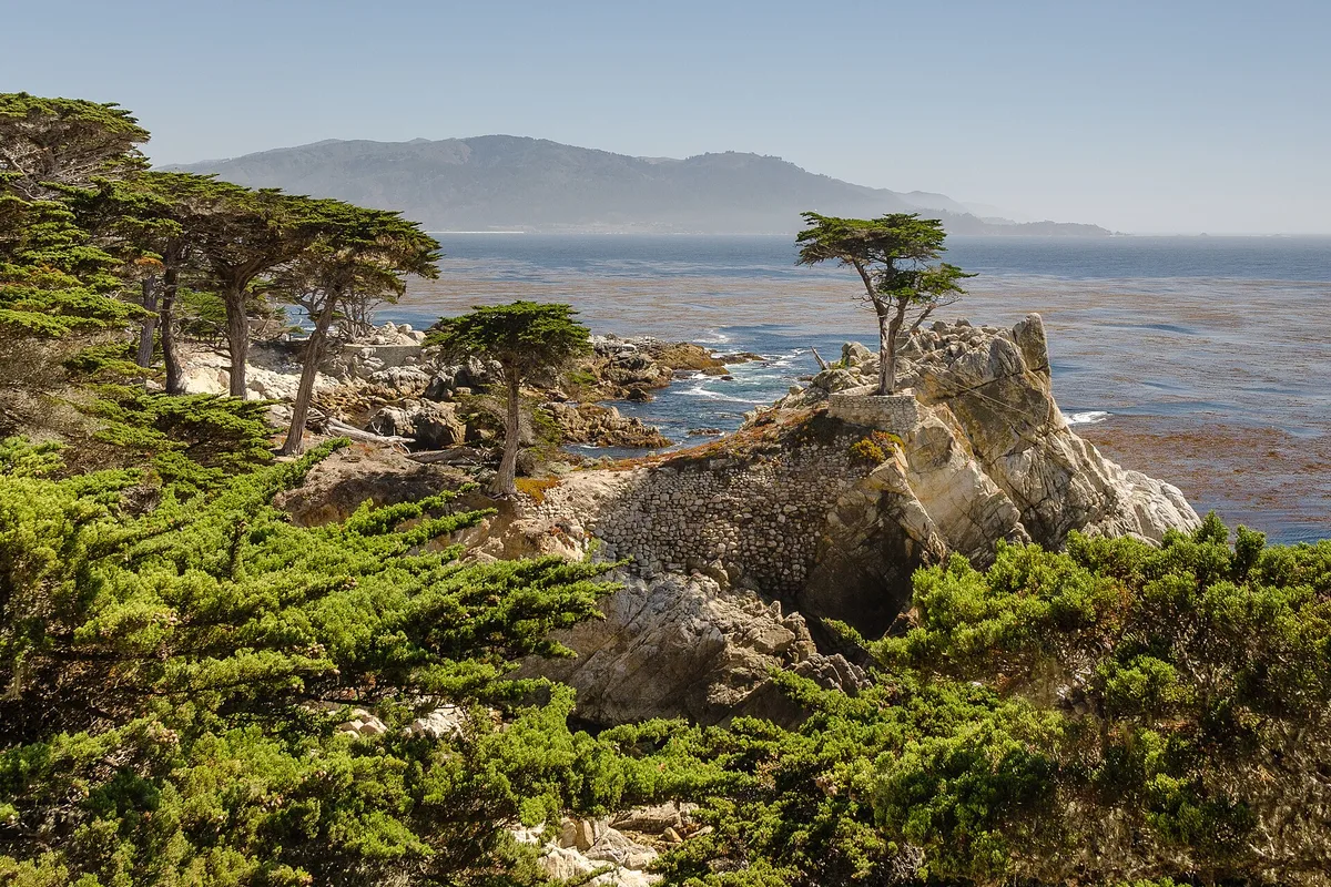 The Lone Cypress on its granite headland above the Pacific, on 17-Mile Drive