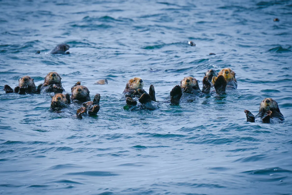 A raft of sea otters floating in the blue water of Monterey Bay