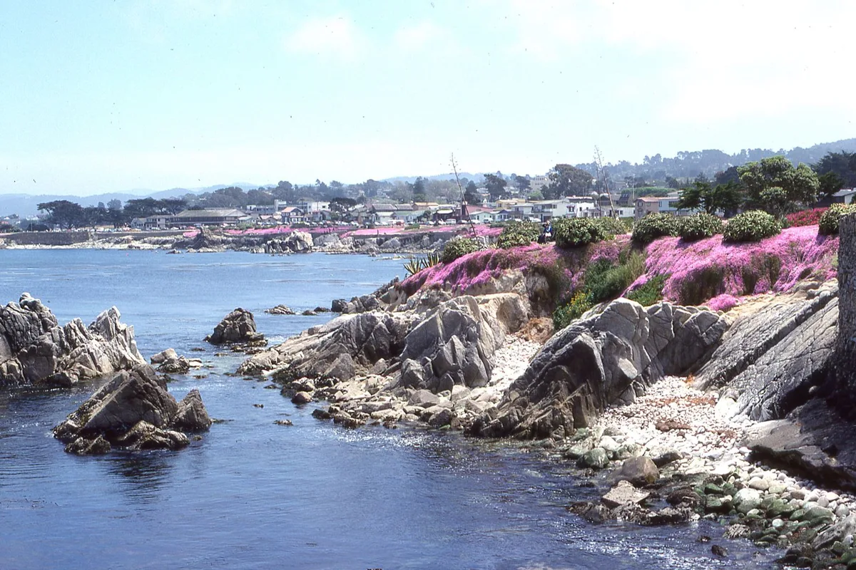 Rocky coves and pink ice plant along the Pacific Grove shoreline near Monterey