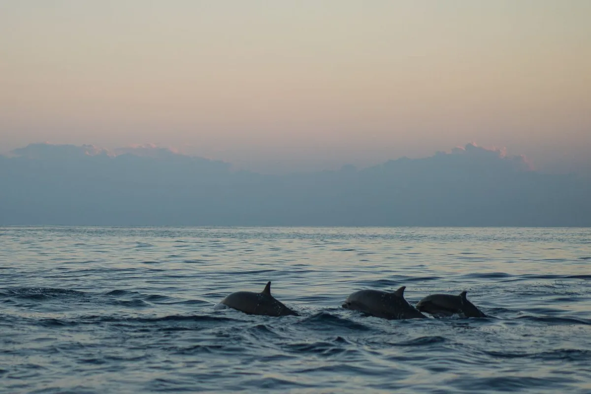 Dolphin fins breaking the surface at dawn on a calm sea