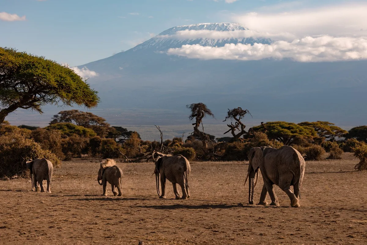 Elephants walking on the Amboseli plain with Mount Kilimanjaro behind