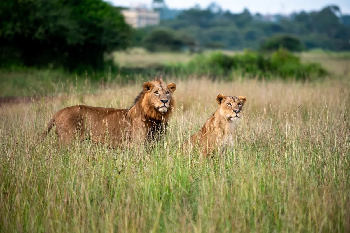 A lion and lioness resting in the tall grass of Nairobi National Park