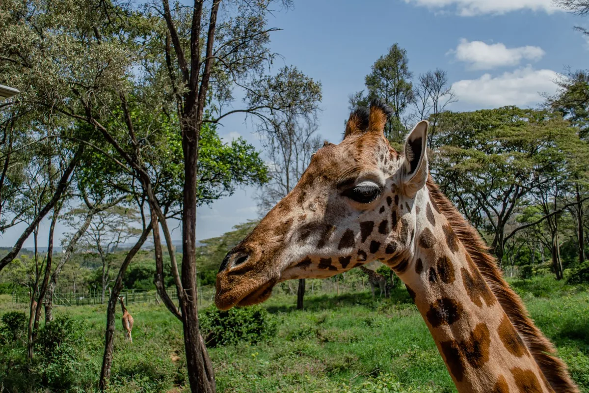 A giraffe's head and neck against green trees at the Giraffe Centre, Langata