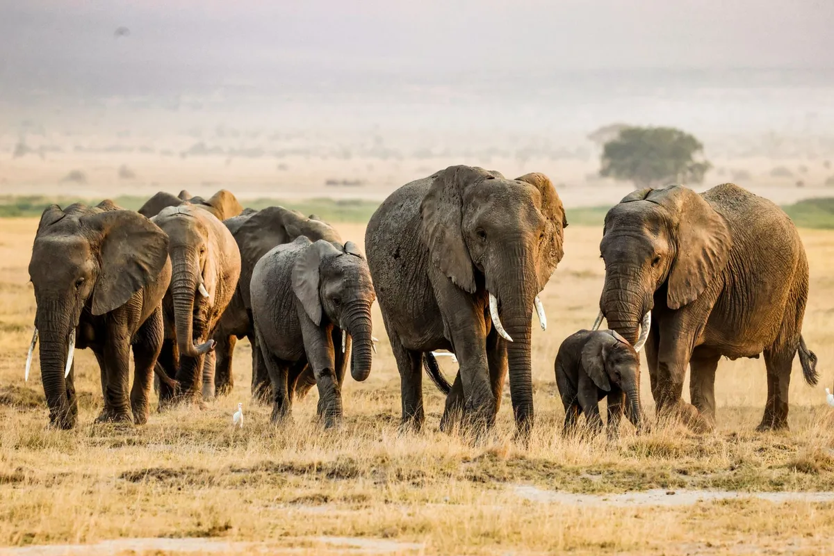 An elephant herd crossing a dry savanna plain in the dry season