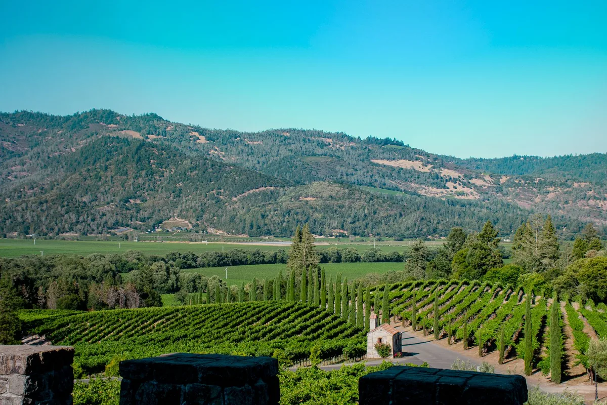 Vineyard rows climbing toward golden hills in Napa Valley under a clear blue sky