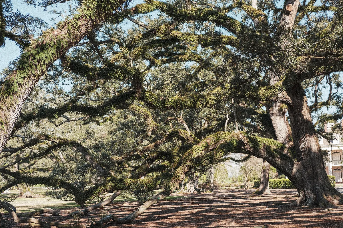 The oak allée at Oak Alley Plantation