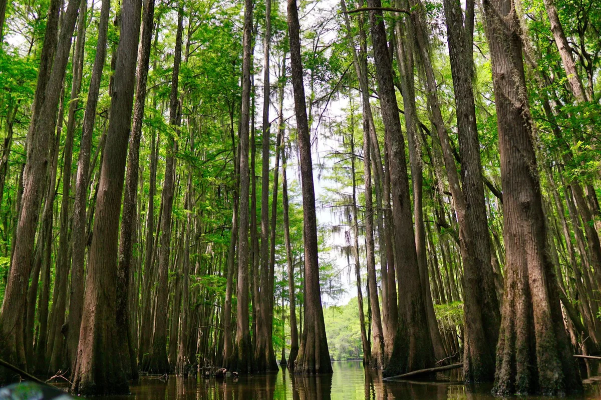 Cypress trees standing in still bayou water