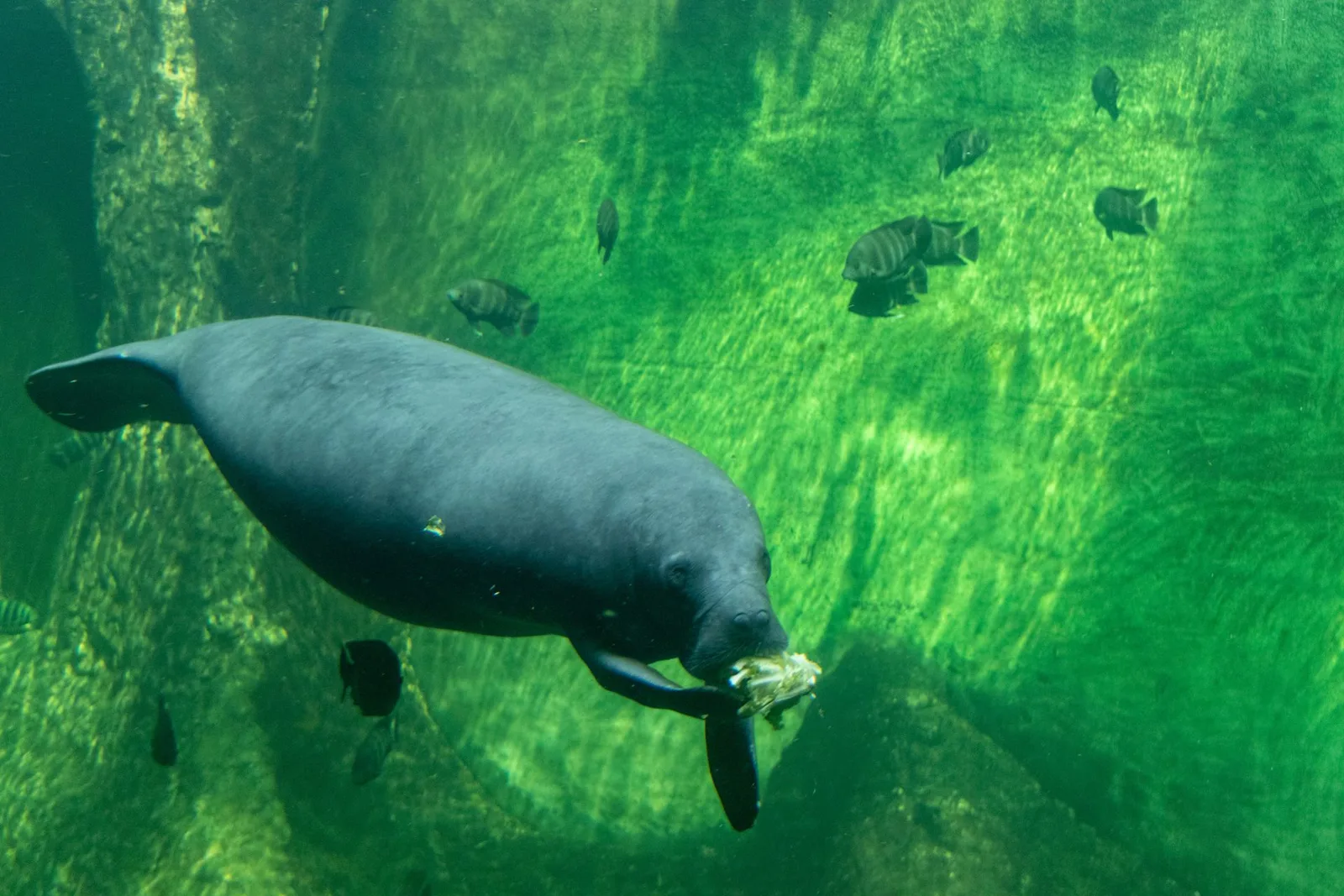 A manatee resting in the clear water of a Florida spring
