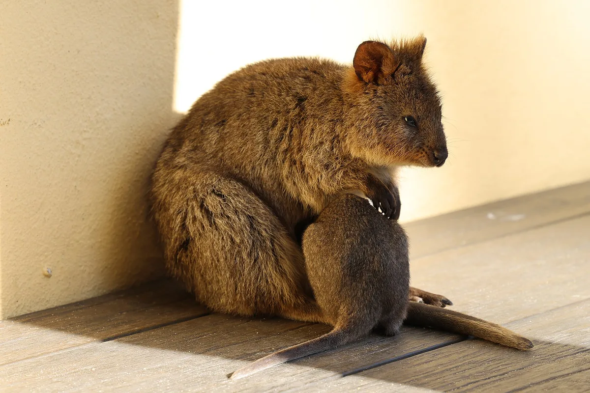 A quokka with its joey resting in the shade on Rottnest Island