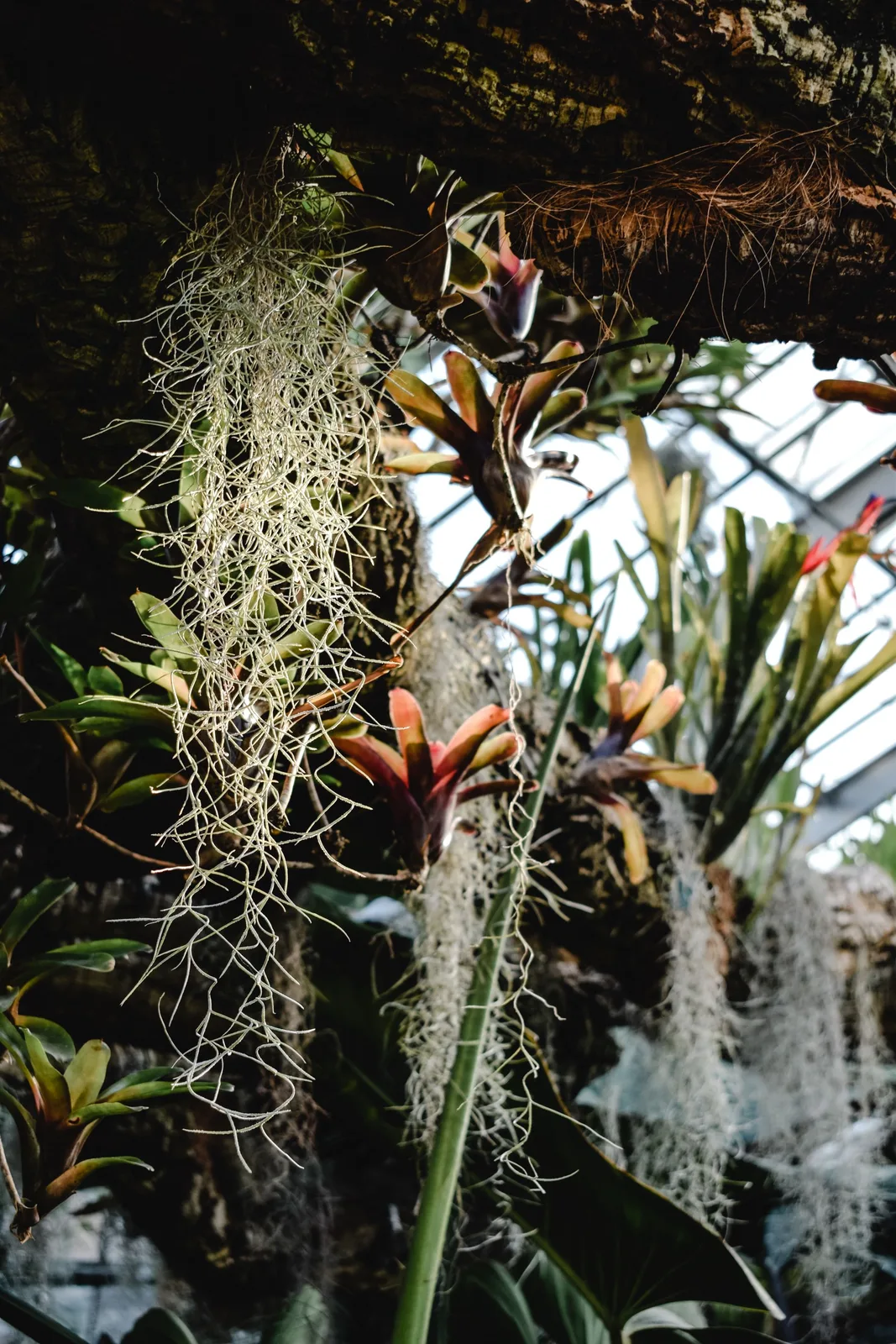 bromeliads and Spanish moss under the glass of a grand conservatory
