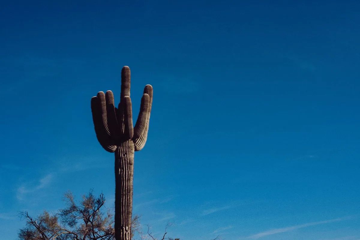 A saguaro cactus against a deep blue desert sky