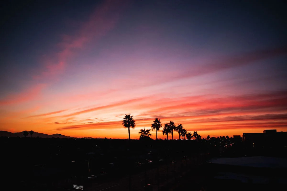 Palms silhouetted against a desert sunset in Phoenix