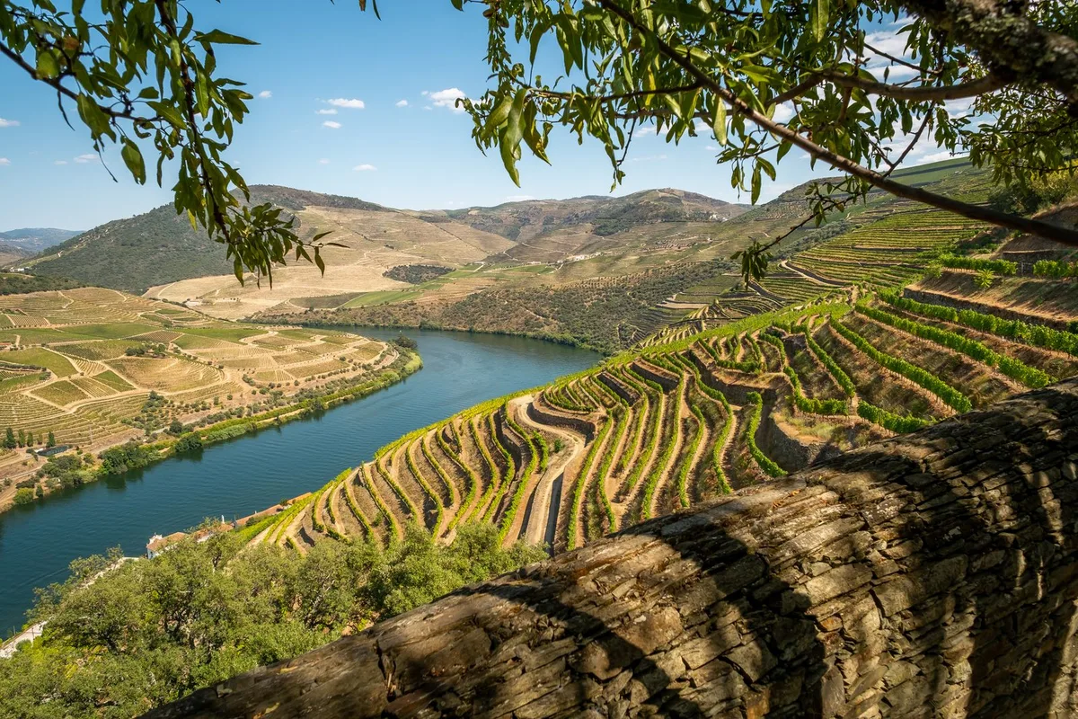 Terraced vineyards stepping down to the Douro river in the valley
