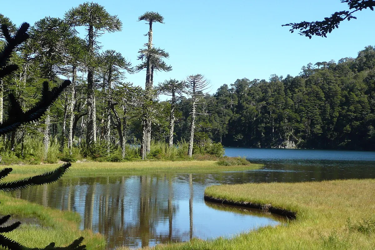 Araucaria trees above a still lagoon in Huerquehue National Park