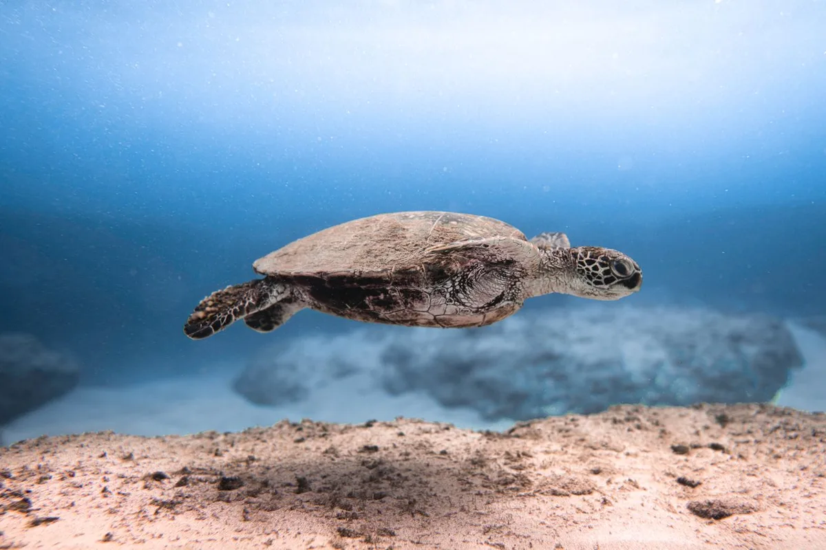 A sea turtle swimming over a sandy seabed in clear blue water