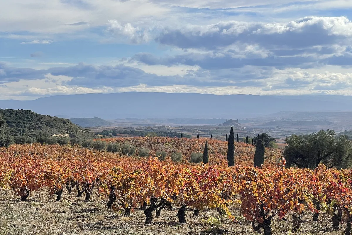 Autumn vineyards below the Sierra de Cantabria near Labastida in Rioja Alavesa